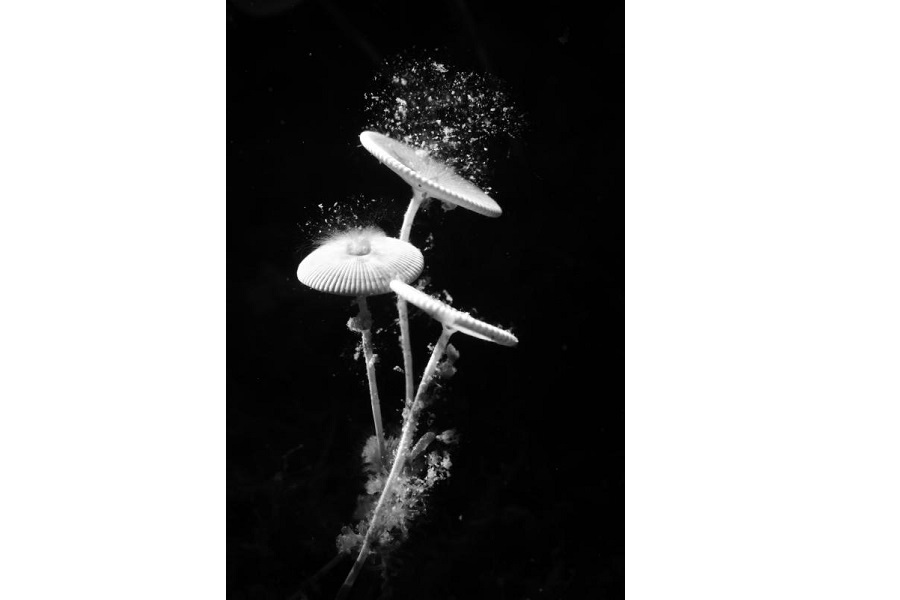 7ème - prix thème noir et blanc © Simon Deblock et Nathan Baelen / Championnats de France de photo sous-marine