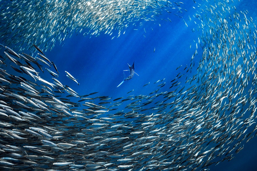 Un marlin rayé chasse une boule d'appât. Prix - Female Fifty Fathoms © Merche Llobera / Ocean photographer of the year