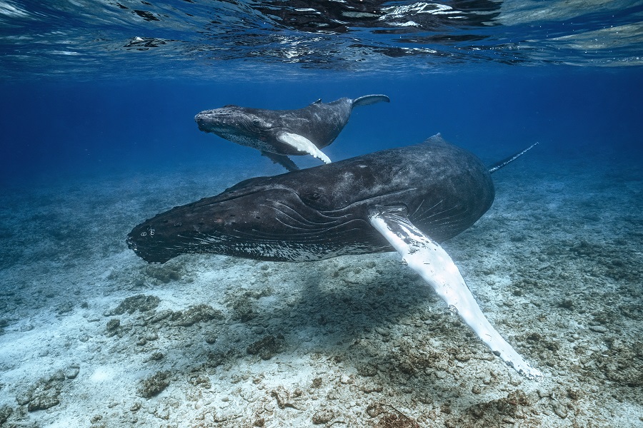 Baleines à bosse en eau peu profonde. Prix - Female Fifty Fathoms © Merche Llobera / Ocean photographer of the year