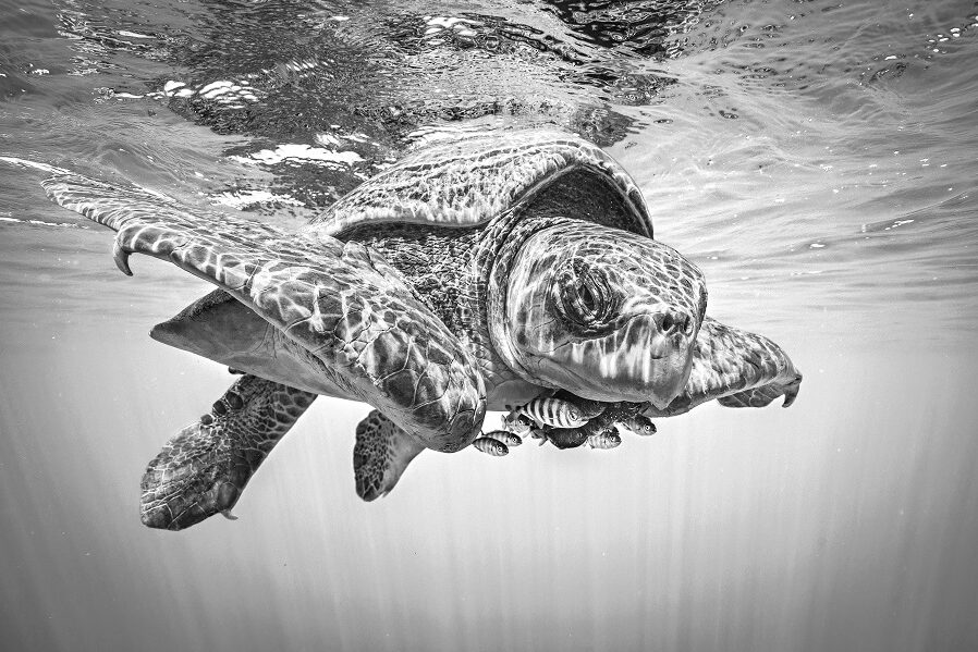 Des poissons se réfugient sous une tortue. Prix - Female Fifty Fathoms © Merche Llobera / Ocean photographer of the year