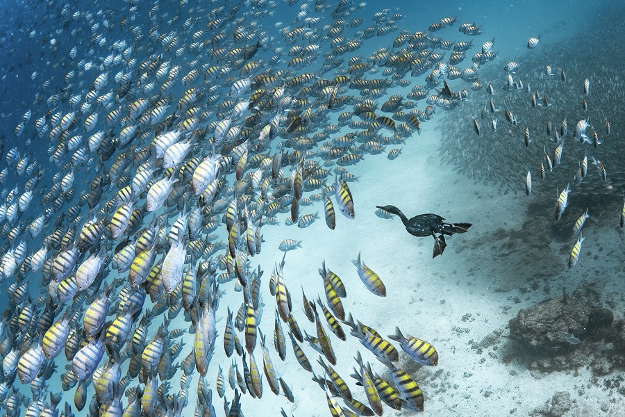 Un cormoran plonge sous la surface pour chasser. Prix - Female Fifty Fathoms © Merche Llobera / Ocean photographer of the year