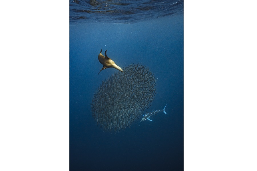 Une otarie et un makaire rayé s'approchent d'une boule d'appât. Prix - Female Fifty Fathoms © Merche Llobera / Ocean photographer of the year